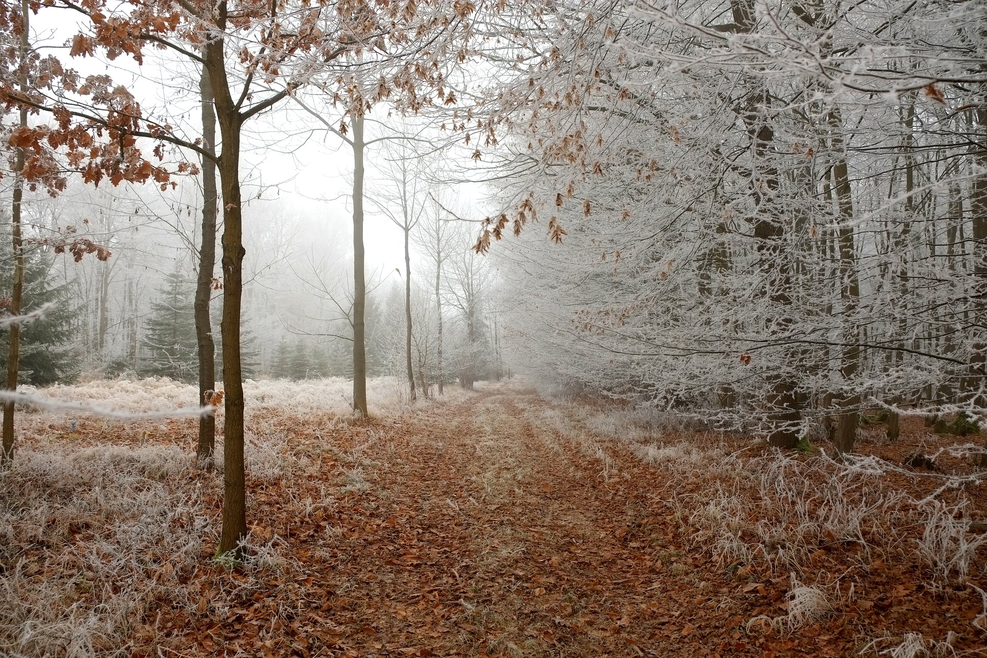 Wanderweg Ein Wanderweg inmitten eines winterlichen Waldes